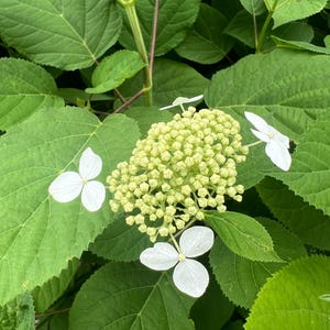 1 Live Plant, Wild Hydrangea, Hydrangea arborescens, Smooth Hydrangea, 2nd year plant from seed, 4in pot, FREE SHIPPING