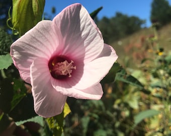 50+ Seeds,  Hairy Rose Mallow Seeds, Sacramento Rose-Mallow Seeds, River Mallow Seeds, Hibiscus lasiocarpus Seeds, FREE SHIPPING!