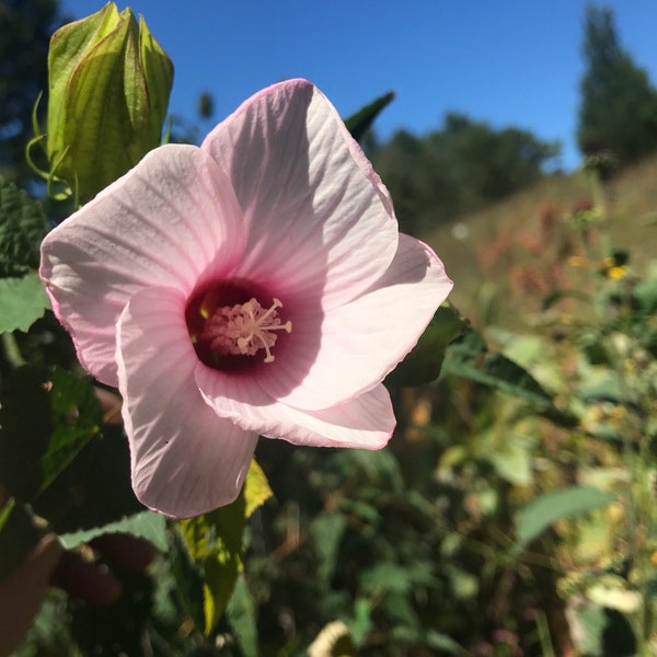 100+ Seeds, Rose Mallow Seeds, Sacramento Rose-Mallow Seeds, River Mallow Seeds, Hibiscus lasiocarpus Seeds, FREE SHIPPING