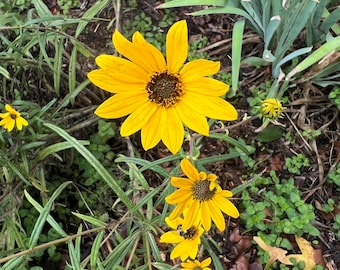 200+ Seeds, Swamp Sunflower Seed, Narrowleaf Sunflower Seeds, Narrow-leaved Sunflower Seeds, Helianthus angustifolius Seed, FREE SHIPPING
