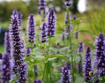 Live Anise Hyssop Plant, Agastache foeniculum, Blue Giant-hyssop, Fragrant Giant Hyssop, Lavender Hyssop, 4in Pot, FREE SHIPPING