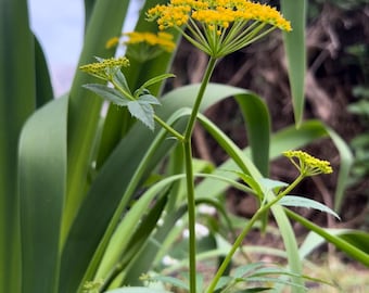 100+ Seeds, Golden Alexanders Seeds, Golden Zizia Seeds,  Zizia aurea Seeds, FREE SHIPPING