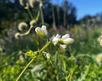 100+ Seeds, White Wild Indigo Seeds, White Baptisia Seeds, Baptisia alba Seeds, FREE SHIPPING