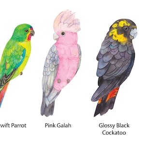 Op de afbeelding: Een aquarelillustratie met vijf Australische vogels, gelabeld als Currawong, Swift Parrot, Pink Galah, Glossy Black Cockatoo en Corella. De vogels zijn afgebeeld in hun natuurlijke kleuren, waaronder zwart, groen, roze en wit verenkleed.
