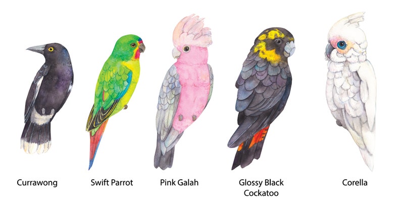 Op de afbeelding: Een aquarelillustratie met vijf Australische vogels, gelabeld als Currawong, Swift Parrot, Pink Galah, Glossy Black Cockatoo en Corella. De vogels zijn afgebeeld in hun natuurlijke kleuren, waaronder zwart, groen, roze en wit verenkleed.
