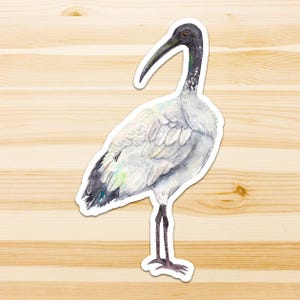 Op de afbeelding: Een aquarelillustratie van een Australische witte ibis met een lange, gebogen zwarte snavel, een kale zwarte kop en nek, en witte lichaamsveren met donkergrijze vleugelpunten en staartveren, staand op dunne, donkergrijze poten.