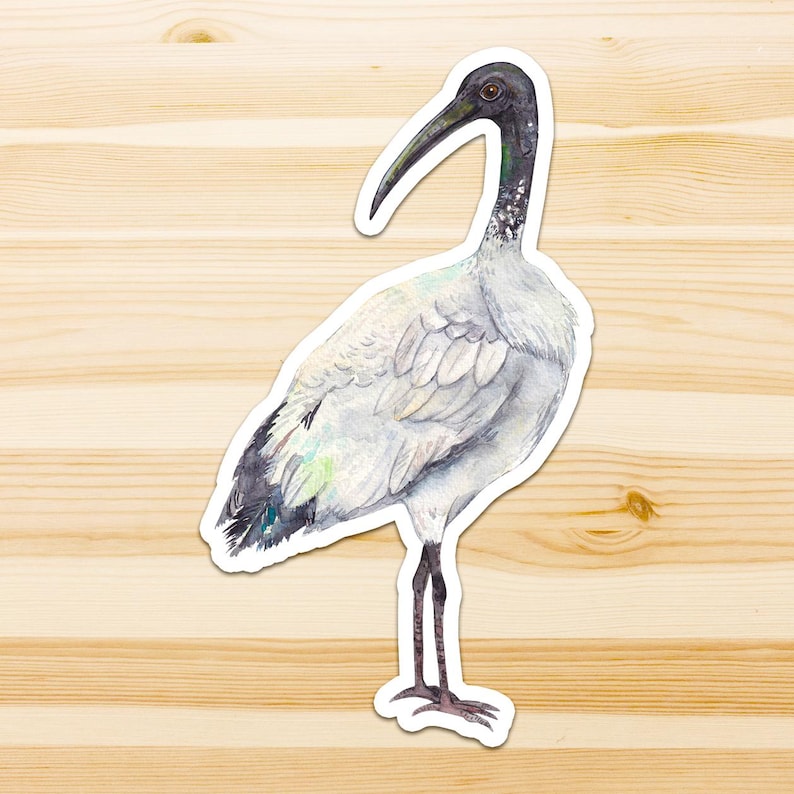 Op de afbeelding: Een aquarelillustratie van een Australische witte ibis met een lange, gebogen zwarte snavel, een kale zwarte kop en nek, en witte lichaamsveren met donkergrijze vleugelpunten en staartveren, staand op dunne, donkergrijze poten.