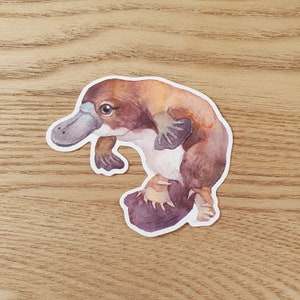 May include: A watercolor illustration of a platypus with brown and white fur. The platypus is curled up with its tail tucked under its body. The illustration is on a white background.