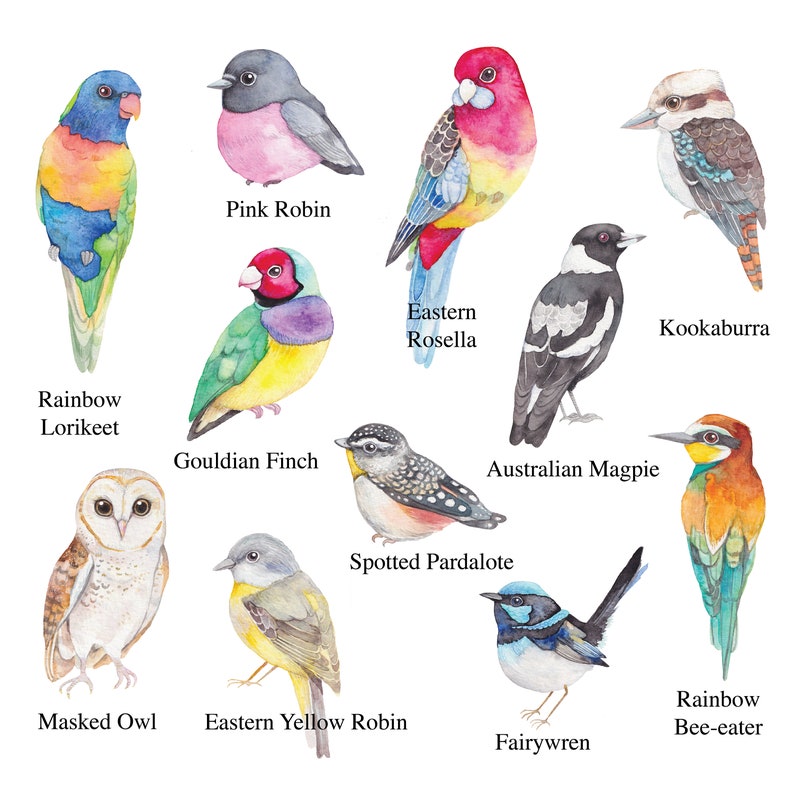 Op de afbeelding: Een aquarelillustratie met tien Australische vogels, gelabeld met hun namen: Rainbow Lorikeet, Pink Robin, Eastern Rosella, Kookaburra, Gouldian Finch, Australian Magpie, Spotted Pardalote, Masked Owl, Eastern Yellow Robin en Fairywren.