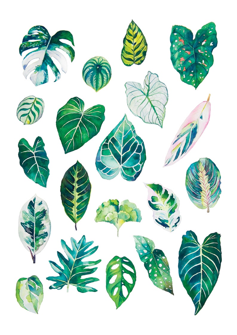 Leaf Prints Plant Print Nature Artworks Room Decor Rare Etsy
