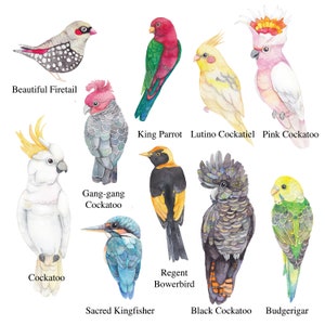 Op de afbeelding: Een aquarelillustratie met tien Australische vogels, gelabeld met hun namen: Beautiful Firetail, King Parrot, Lutino Cockatiel, Pink Cockatoo, Cockatoo, Gang-gang Cockatoo, Sacred Kingfisher, Regent Bowerbird, Black Cockatoo en Budgerigar.