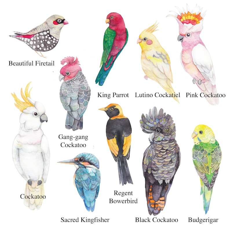 Op de afbeelding: Een aquarelillustratie met tien Australische vogels, gelabeld met hun namen: Beautiful Firetail, King Parrot, Lutino Cockatiel, Pink Cockatoo, Cockatoo, Gang-gang Cockatoo, Sacred Kingfisher, Regent Bowerbird, Black Cockatoo en Budgerigar.