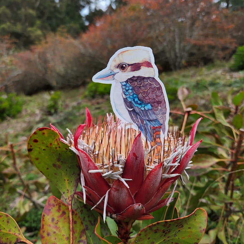 Op de afbeelding: Een gestanste sticker van een kookaburra met een cr&egrave;mekleurige kop, donkerbruine vleugels en felblauwe veren, zittend op een grote, dieprode proteabloem met een stekelig, goudbruin centrum en dikke, gevlekte groene bladeren.