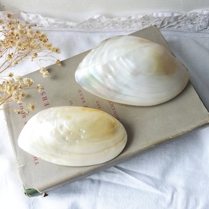 Beautiful mother of pearl clam shell x 1 ~ seashell ornament ~ rainbow iridescent colours ~ coastal decor ~ beach hut ~ fish tank ornament