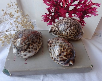 Vintage Tiger Kauri Muschel x 1 ~ geflecktes Kauri Muschel Exemplar ~ natürliches Muschel Ornament ~ am Meer ~ Strandhütte Dekor ~ Strand Dekor