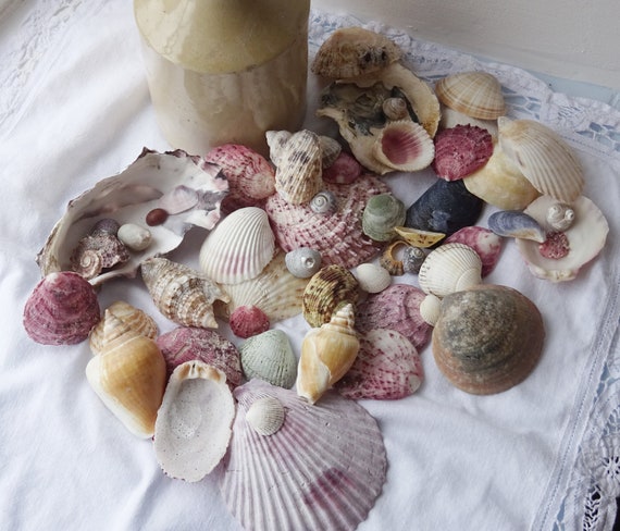 Colección de conchas marinas vintage conchas marinas mixtas decoración  costera paseos por la playa decoración junto al mar decoración náutica  cabaña de playa decoración de peceras -  México