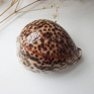 Vintage tiger cowrie shell ~ large spotted cowrie shell specimen ~ natural shell ornament ~ seaside decor ~ beach hut decor ~ coastal decor
