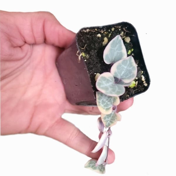 Variegated String of Hearts / Ceropegia Woodii Variegata Succulent Plant   / Rooted starter