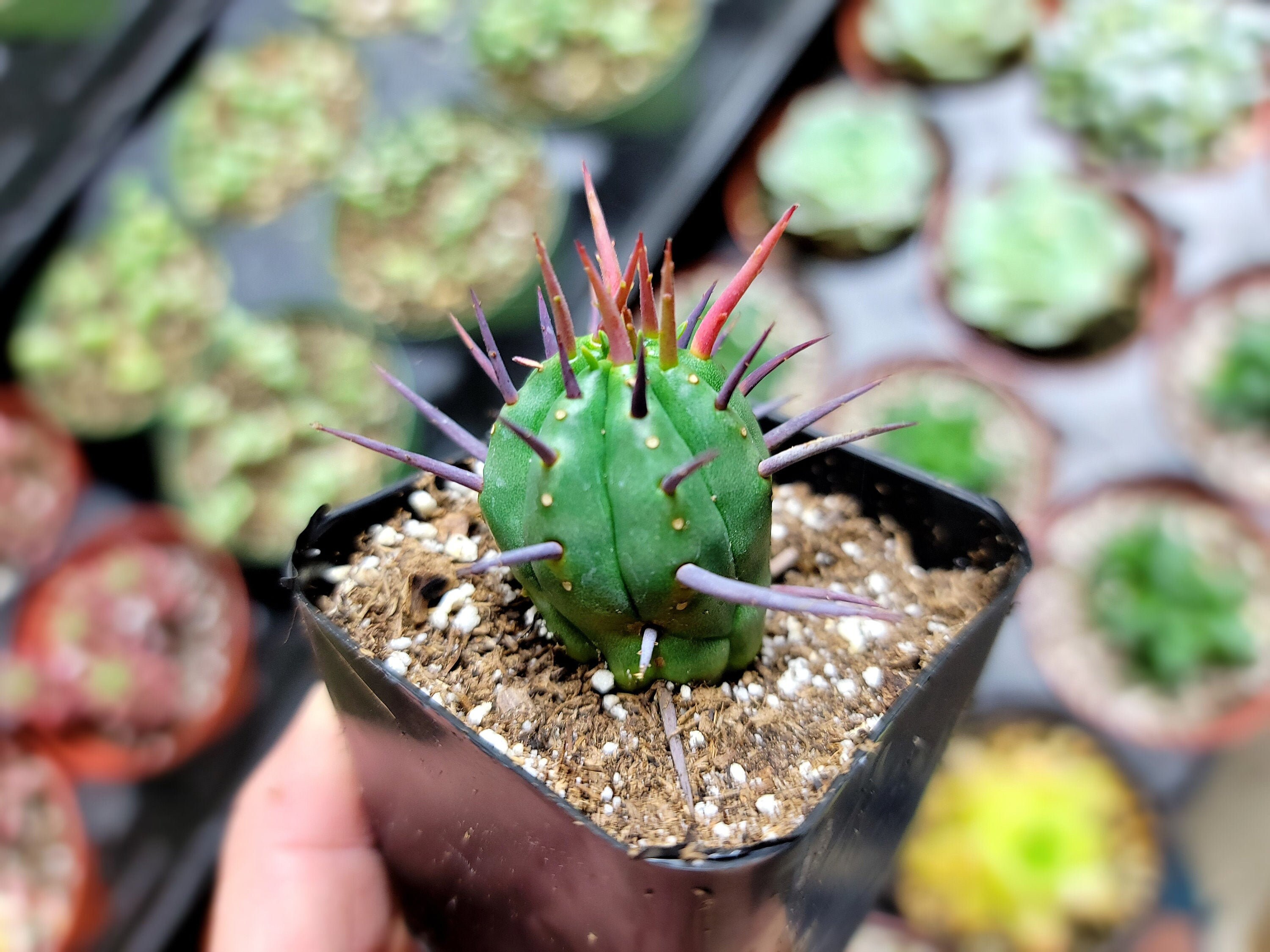 Euphorbia Ferox