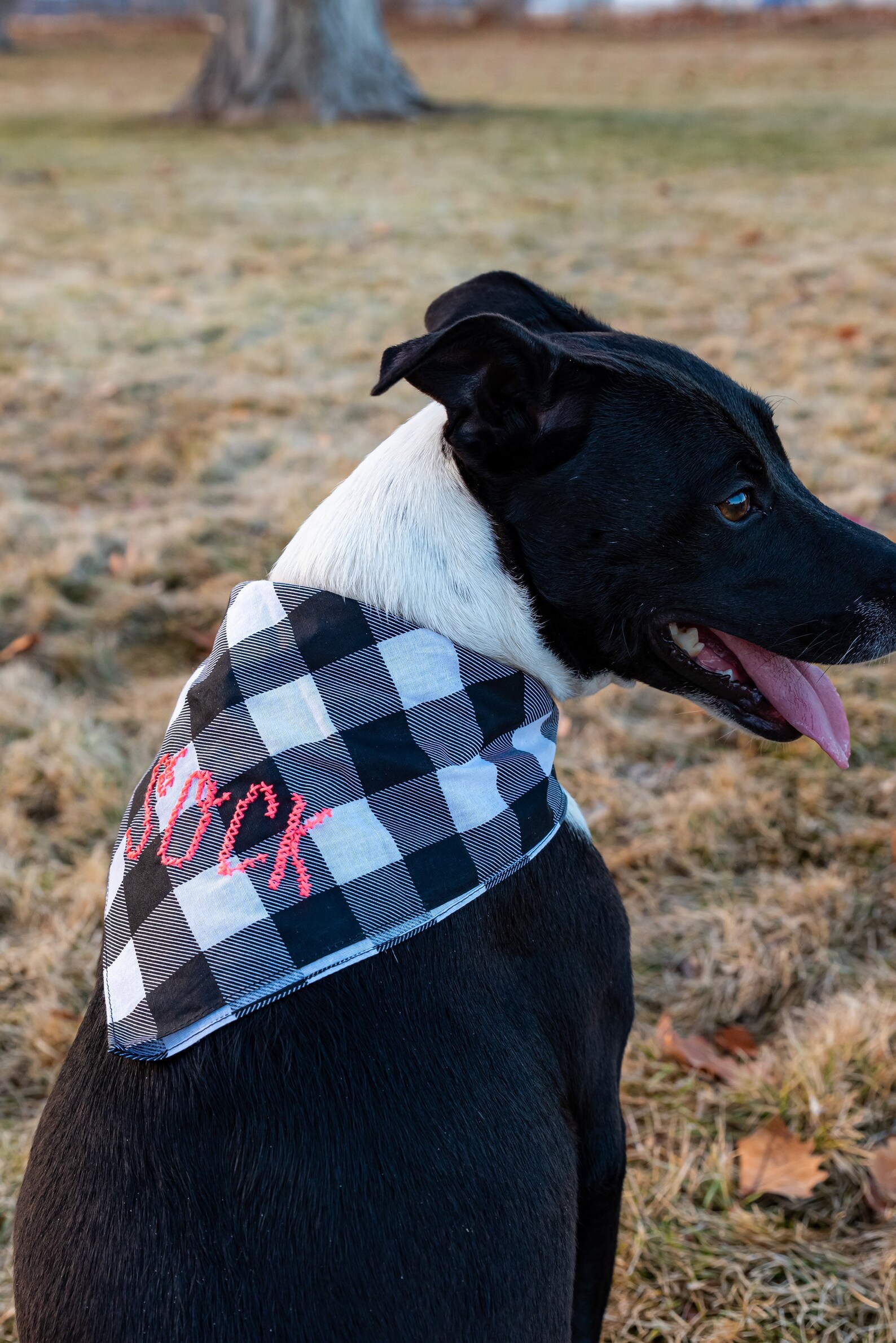 Large and Medium Dog Name Bandanas Personalized Dog Bandanas Etsy