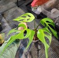 Burle Marx Flame Monstera Rooted 4-Leaf Cutting – Rare Tropical Houseplant – Unique Indoor Plant Free Phytosanitary product logo