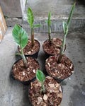 Rare Variegated Banana Plant – Musa Aeae Florida – Live Tropical Plant for  Variegated Banana Tree Actual Plant Tubers FREE PHYTOSANITARY product logo