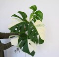 Variegated Monstera Albo Variegata Rooted 1 Leaf Cutting – Rare Aroid Houseplant – Tropical Indoor Plant – Fast Shipping product logo
