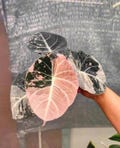 10 Variegated Alocasia Black Velvet Pink Rooted Corms – Rare Indoor Plant Starter – Tropical Houseplant for Collectors – Fast Shipping product logo