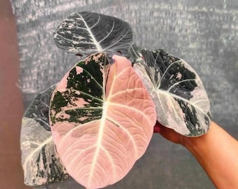 Alocasia Loco – Angie's Planties