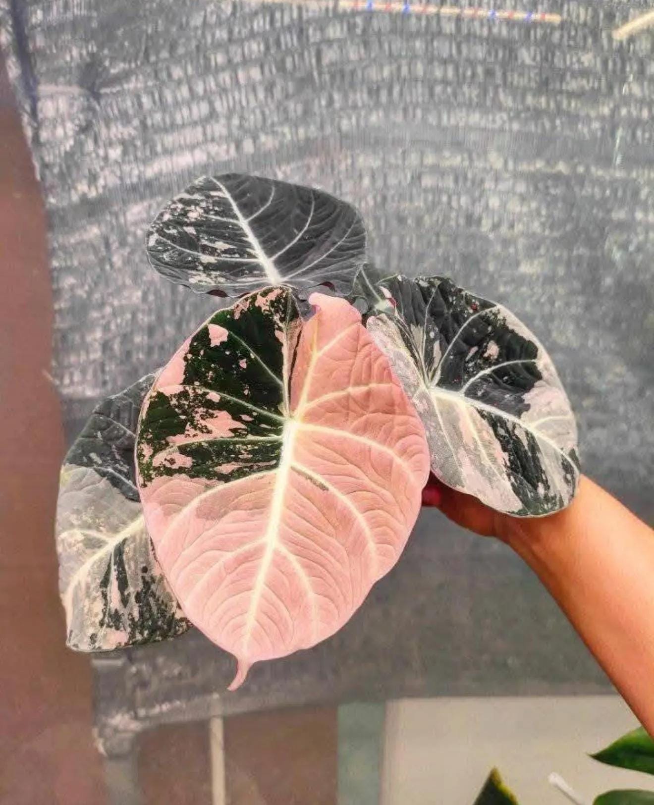 Alocasia cuprea pink - Etsy 日本