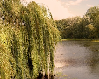 Print/Poster Weeping Willow Tree