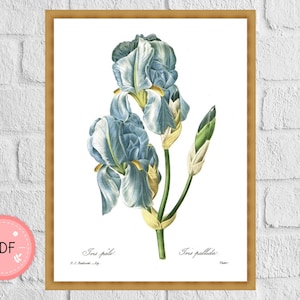 Iris Kreuzstich Anleitung , Pierre Joseph Redoute , Pdf Sofort Download , Botanische X Stichtabelle