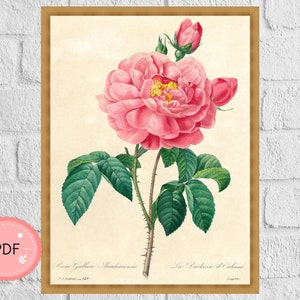 Cross Stitch Pattern , The Duchess of Orleans Rose , Pierre Joseph Redoute , Pdf Instant Download , Flower X Stitch Chart , Floral Pattern