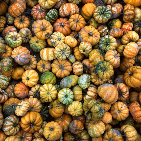Mini Pumpkins and Gourds Square Photo Print 4/4 Etsy