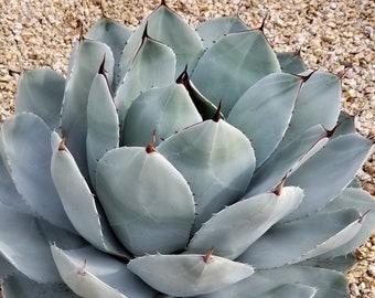 Artichoke Agave, Agave parryi var. truncata, Agave, cactus, succulent, live plant