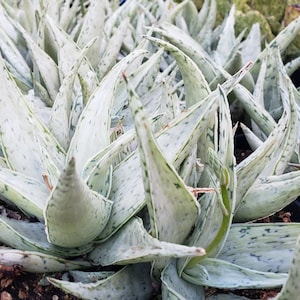 Snow Drift Aloe, Aloe, Live Plant, cactus, Succulent