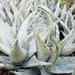 see more listings in the Agaves & Aloes section