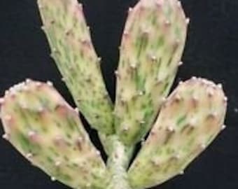 Opuntia Sunburst Cactus, opuntia, cactus, succulent, live plant, cactus cutting