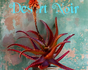 Red Aloe Cameronii Succulent, Live Plant