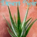 see more listings in the Agaves & Aloes section