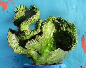 Crested Eve's Needle, Austrocylindropuntia subulata Cristata, crested cactus, cactus, succulent, live plant