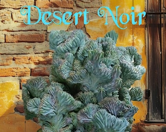 Dinosaur Back (Myrtillocactus geometrizans f. cristata), Crested cactus, succulent, live plant