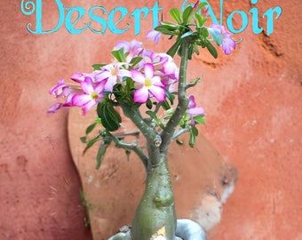 アデニウム・オベスム（デザートローズ）、成熟株、生きた植物 - Etsy 日本
