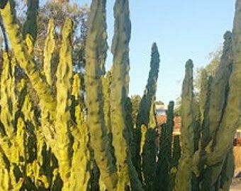 Pachycereus schottii monstrosus, Lophocereus schottii, Minor, Totem Pole Cactus, cactus, succulent