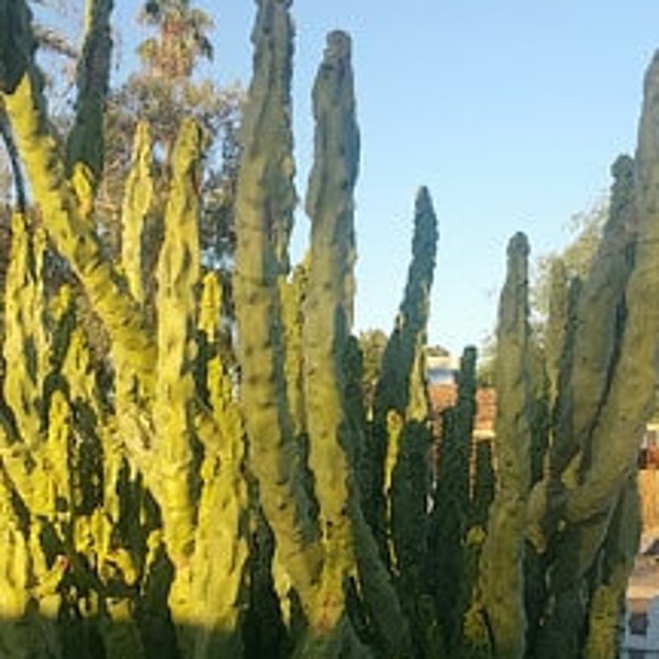 Pachycereus schottii monstrosus, Lophocereus schottii, Minor, Totem Pole Cactus, cactus, succulent