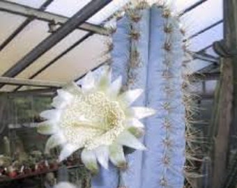 Pilosocereus Azureus, Brazilian Blue Torch Cactus, Live Plant - Etsy  sterreich