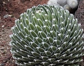Agave Victoriae Reginae, Queen Victoria Agave, Agave, cactus, succulent, Live Plant