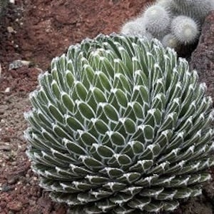 Agave Victoriae Reginae, Queen Victoria Agave, Agave, cactus, succulent, Live Plant