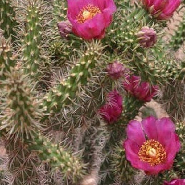 Walkingstick Cactus, Cylindropuntia spinosior, Opuntia spinosior, Cane Cholla, Cholla, cactus, succulent,