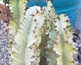 Euphorbia Ammak Etsy